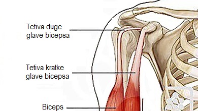 Duga i kratka tetiva bicepsa