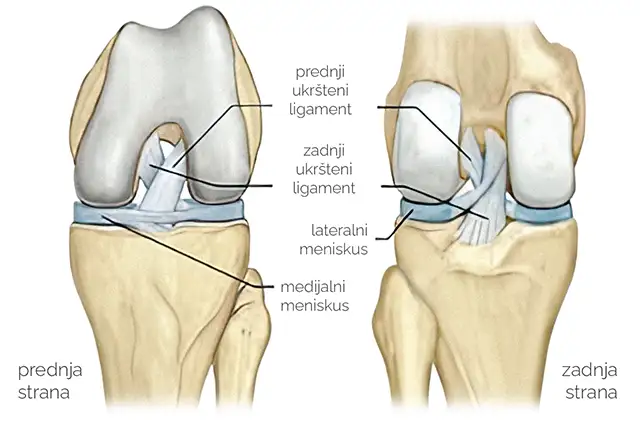 Anatomija kolena, stabilizatori i meniskusi
