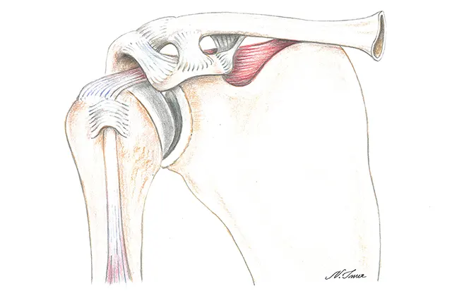 Anatomija ramena (kosti, ligamenti i mišić)